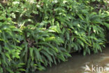 Hard Fern (Blechnum spicant)