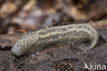 tijgerslak (limax maximus)