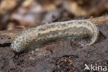 limax maximus