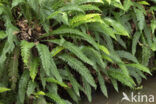 Dubbelloof (Blechnum spicant)