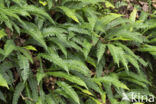 Dubbelloof (Blechnum spicant)