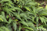 Dubbelloof (Blechnum spicant)