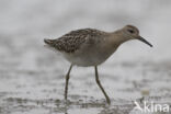 Ruff (Philomachus pugnax)