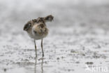 Ruff (Philomachus pugnax)