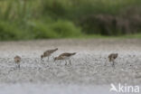 Kemphaan (Philomachus pugnax)