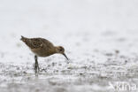 Ruff (Philomachus pugnax)