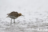 Ruff (Philomachus pugnax)