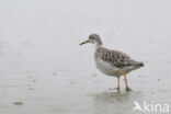 Ruff (Philomachus pugnax)