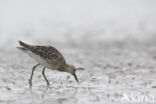 Ruff (Philomachus pugnax)