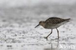 Ruff (Philomachus pugnax)