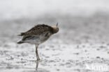 Ruff (Philomachus pugnax)