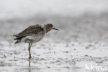 Ruff (Philomachus pugnax)