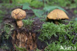 Houtboleet (Pulveroboletus lignicola)