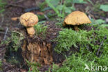 Houtboleet (Pulveroboletus lignicola)