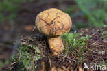 Pulveroboletus lignicola