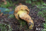 Houtboleet (Pulveroboletus lignicola)