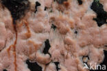 roze kaaszwam (rhodonia placenta)