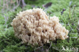 beukenkoraalzwam (ramaria subbotrytis)