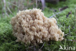 ramaria subbotrytis