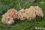 beukenkoraalzwam (ramaria subbotrytis)