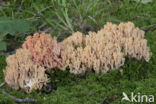 ramaria subbotrytis