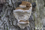 Southern Bracket (Ganoderma australe)