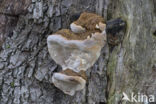 Southern Bracket (Ganoderma australe)