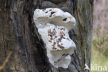 Southern Bracket (Ganoderma australe)