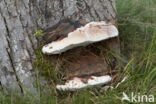 Southern Bracket (Ganoderma australe)