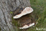 Southern Bracket (Ganoderma australe)