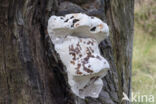 Southern Bracket (Ganoderma australe)