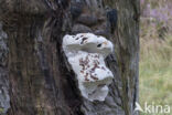 Southern Bracket (Ganoderma australe)