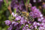 Yellow-legged mining bee (Andrena fuscipes)