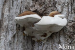 Southern Bracket (Ganoderma australe)