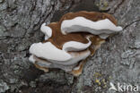 Southern Bracket (Ganoderma australe)