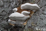 Southern Bracket (Ganoderma australe)