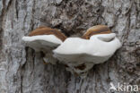 Southern Bracket (Ganoderma australe)