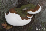 Dikrandtonderzwam (Ganoderma australe)