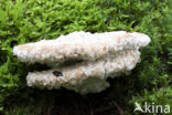 Oligoporus guttulatus