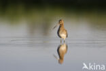 Common Snipe (Gallinago gallinago)