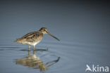 Common Snipe (Gallinago gallinago)