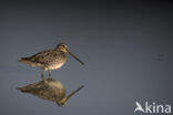 Watersnip (Gallinago gallinago)