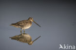 Common Snipe (Gallinago gallinago)