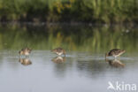 Watersnip (Gallinago gallinago)