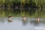 Watersnip (Gallinago gallinago)