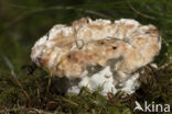 Oligoporus guttulatus