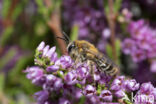 Heidezandbij (Andrena fuscipes)