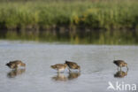 Watersnip (Gallinago gallinago)