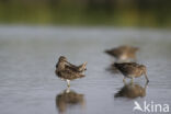 Watersnip (Gallinago gallinago)