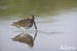 Common Snipe (Gallinago gallinago)